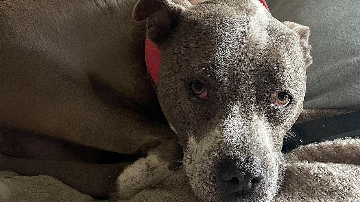A Blue Staffy relaxing on a couch.