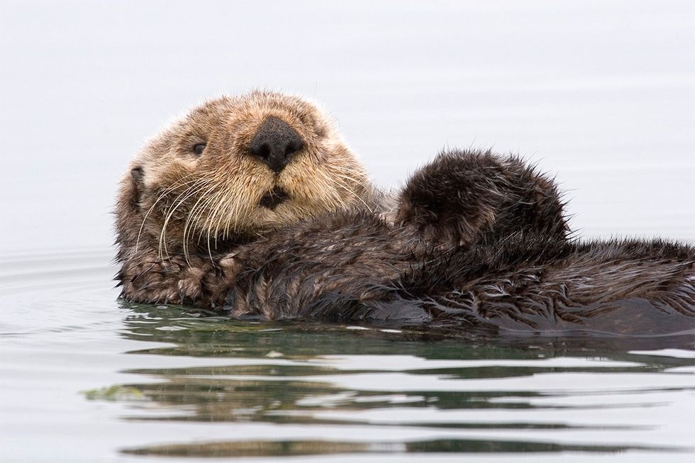 A California sea otter enjoying a float.