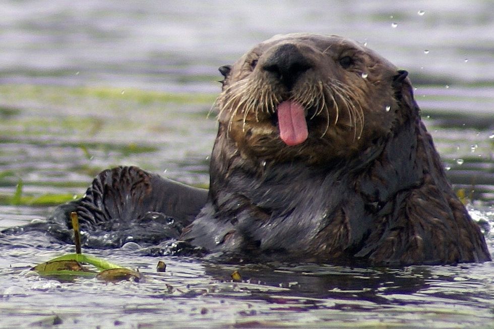 A California sea otter off the coast of Sacramento.