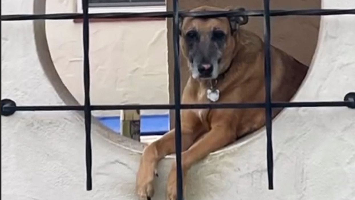 A dog sits behind a decorative wrought iron grate looking lite she's doing time.