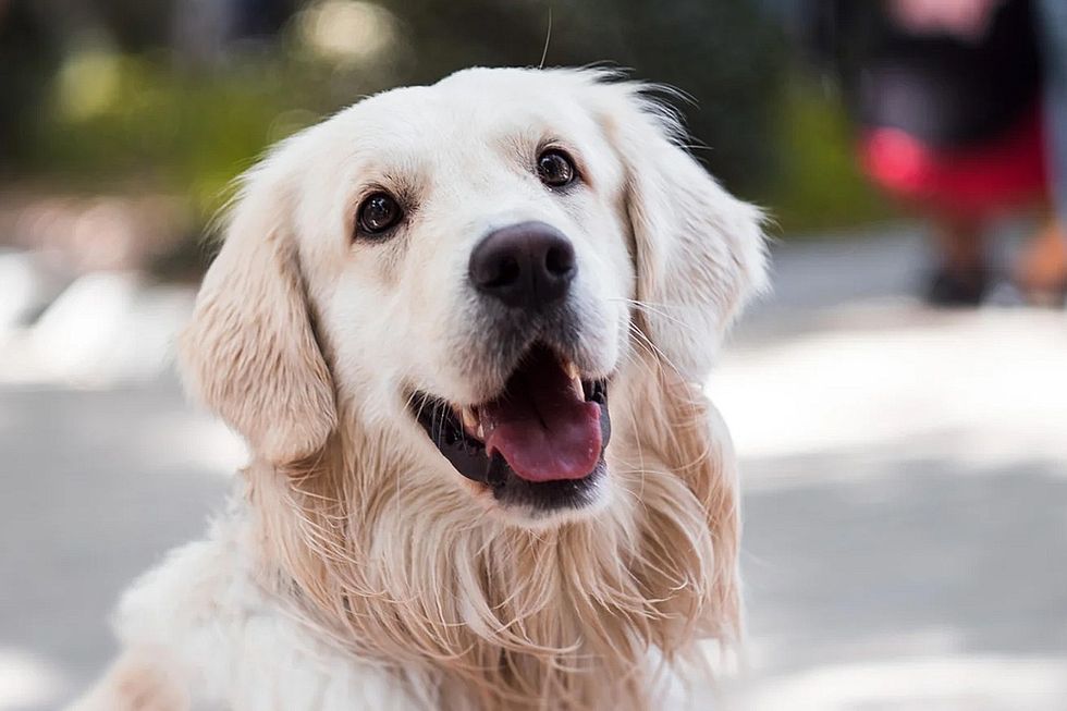 A golden retriever being adorable.