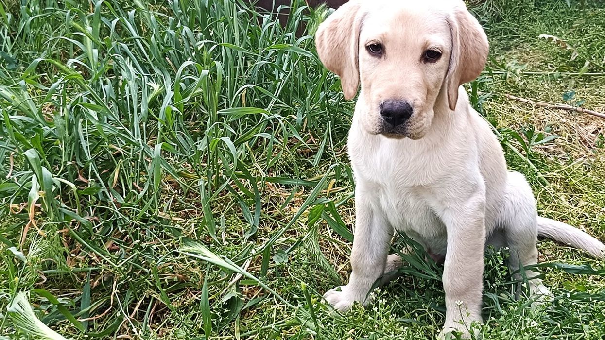 A Labrador Retriever puppy looking very much like it needs a friend.