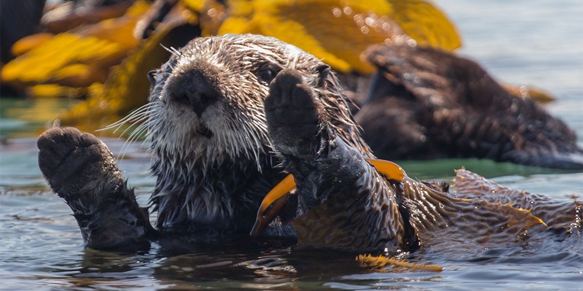 Otters are wiping out all the crabs. Scientists say it’s saving the coast.