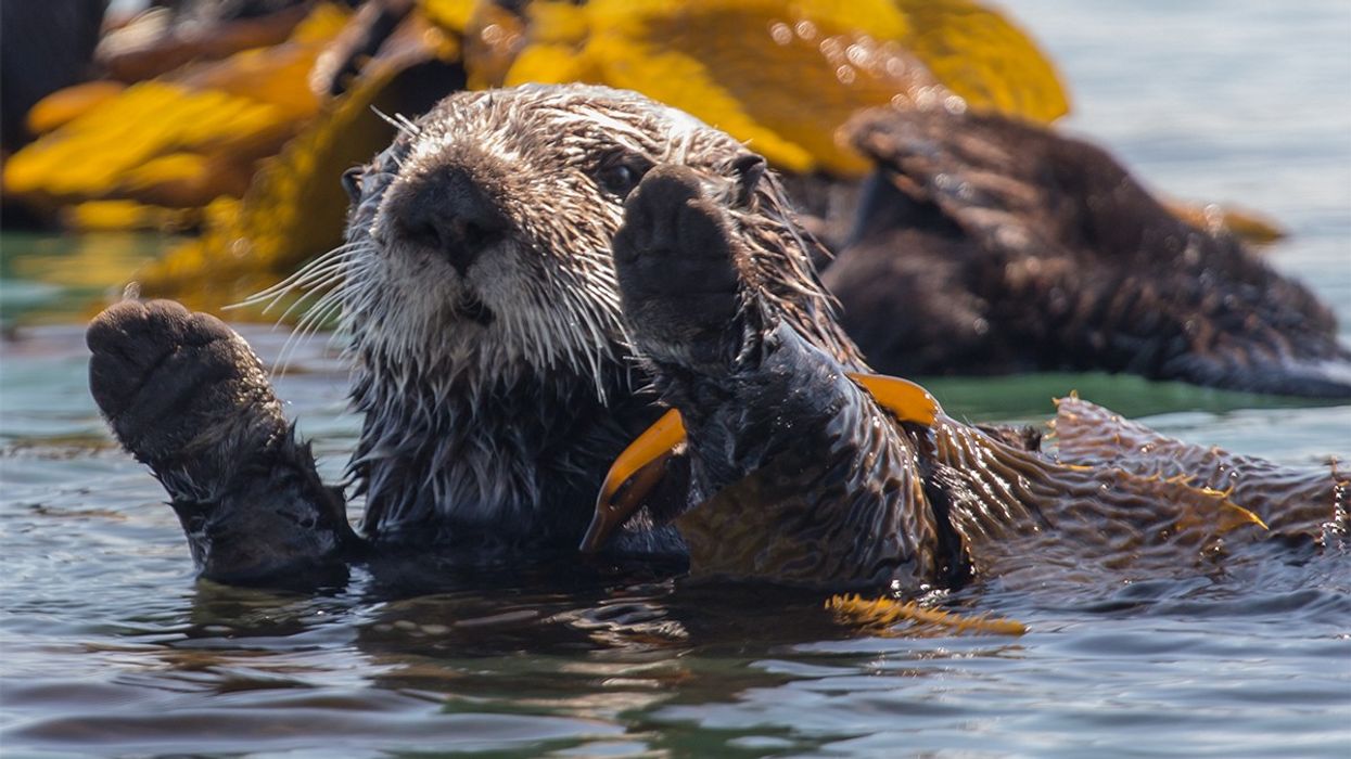 A sea otter floating in a kelp bed.