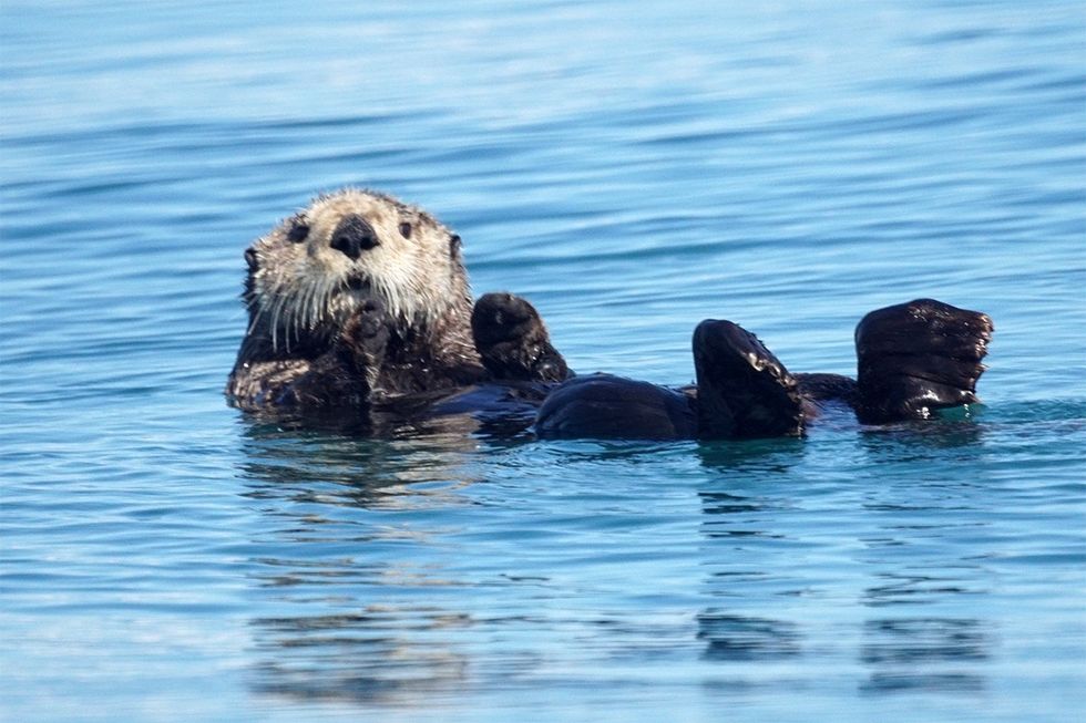 A sea otter off the coast of California.