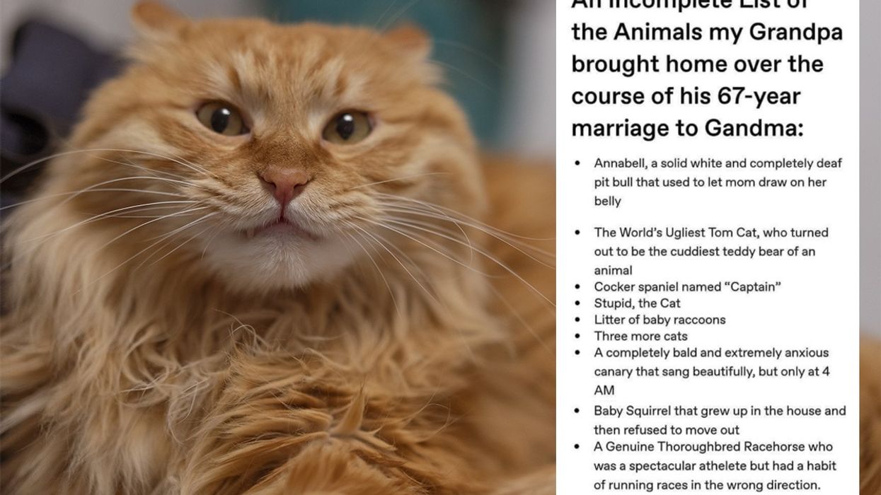 A snarling cat and a list of pets from Instagram.