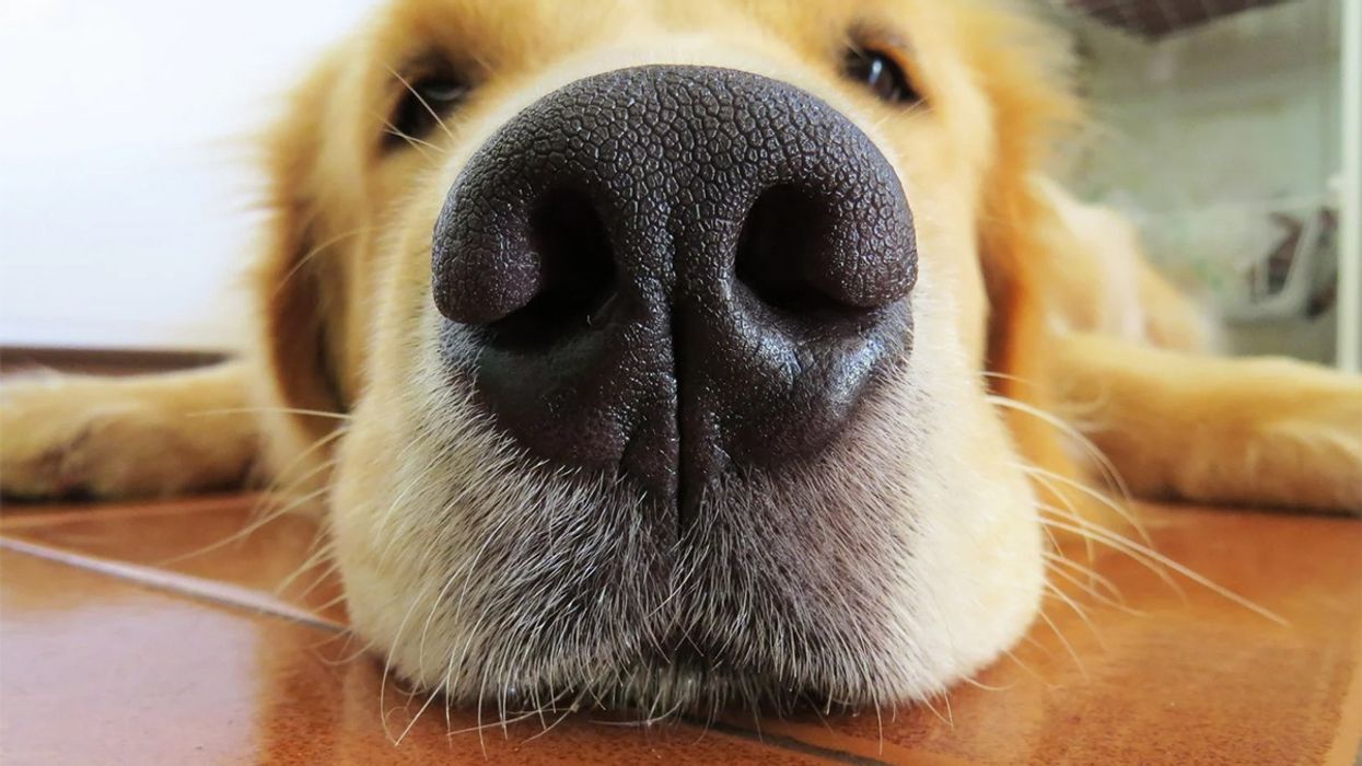 An adorable closeup of a golden retriever's nose.