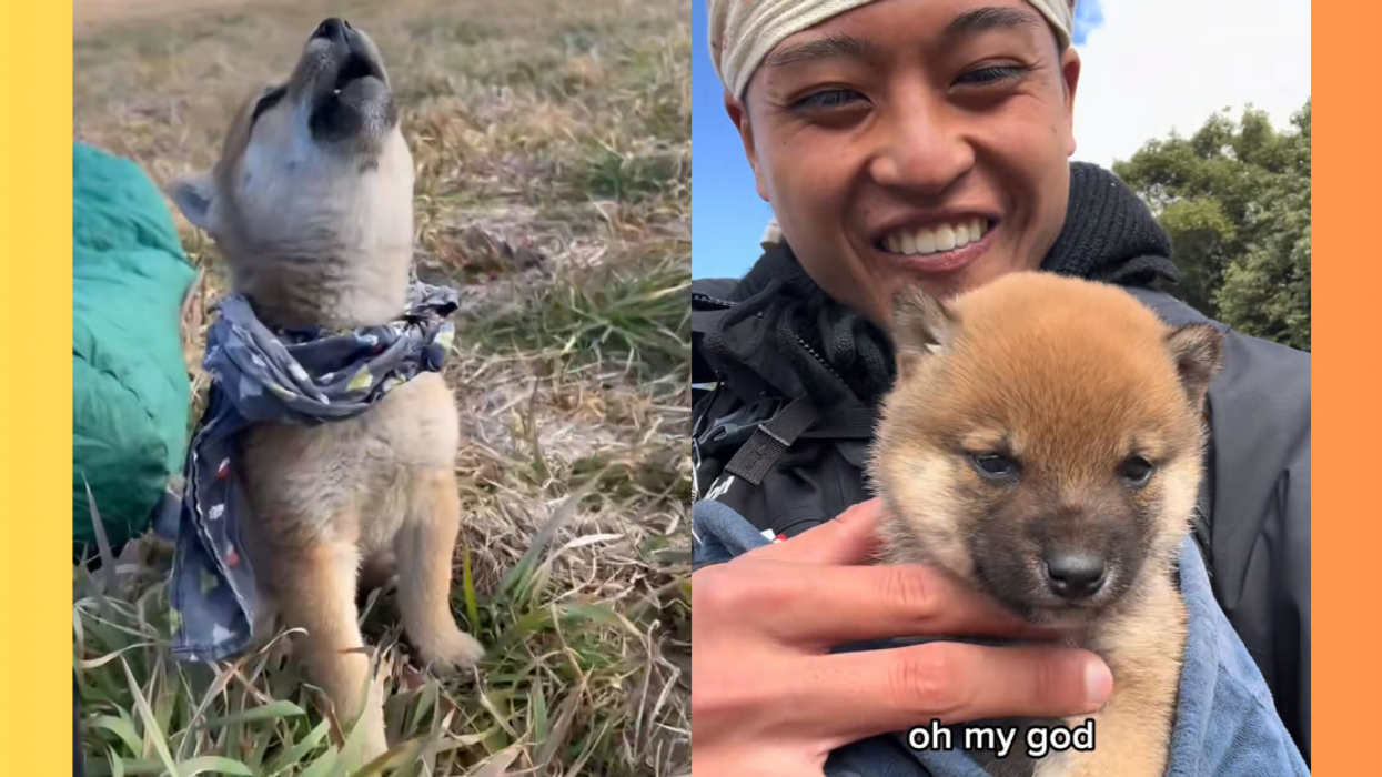 Collage of a man holding a baby Shiba Inu and that dog howling at the moon