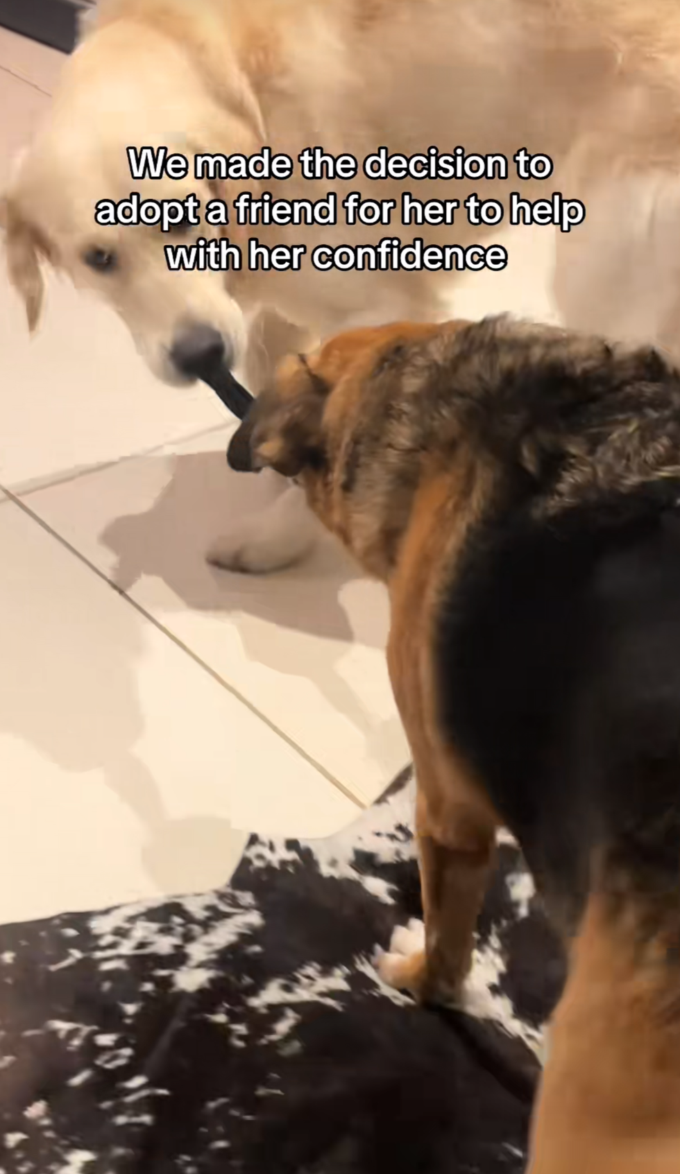 Dog helping other dog through a door