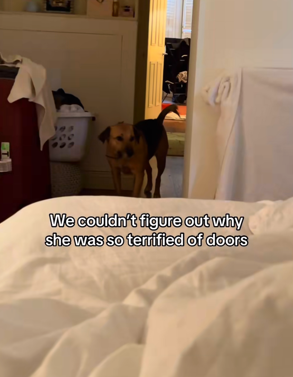 Dog standing apprehensively by doorway