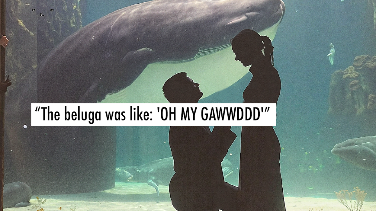 This beluga whale saw a surprise proposal—and her reaction completely stole the moment