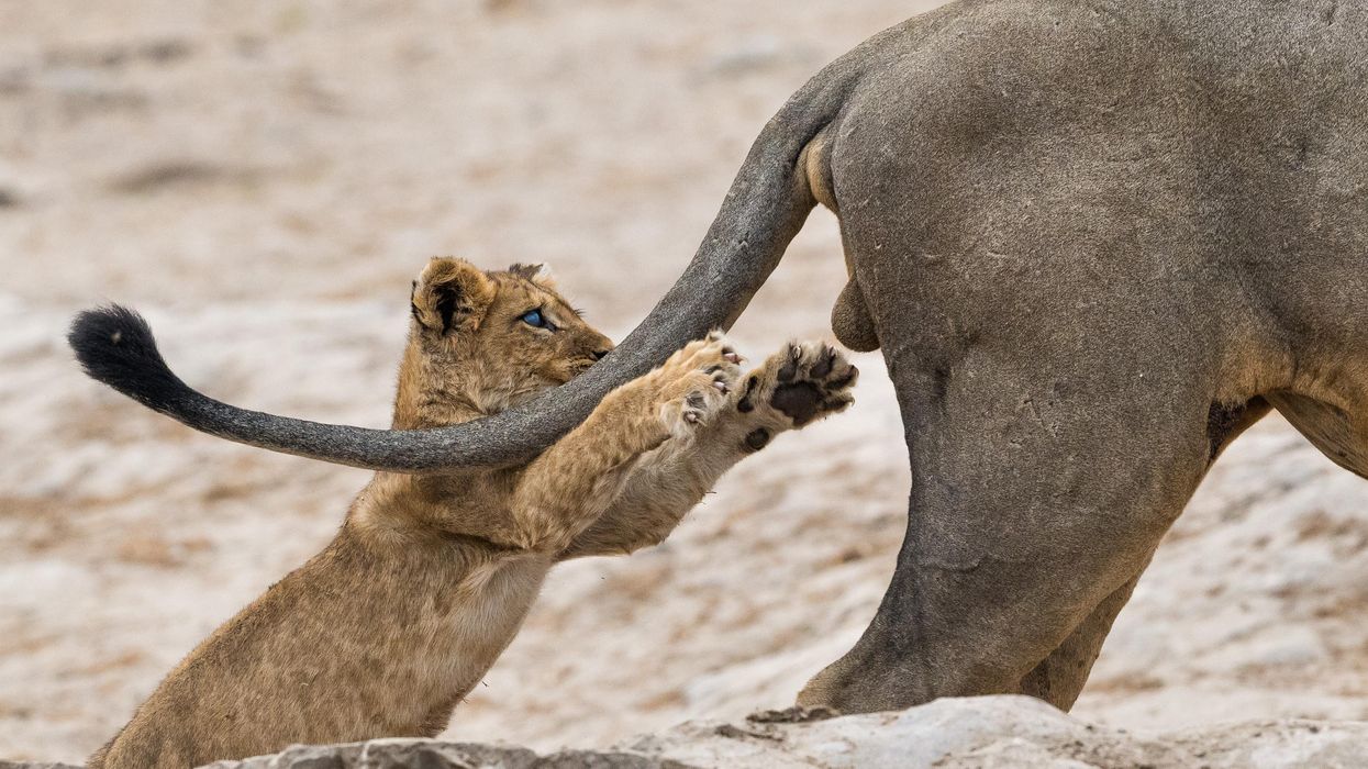 20 hilarious photos of animals in the wild