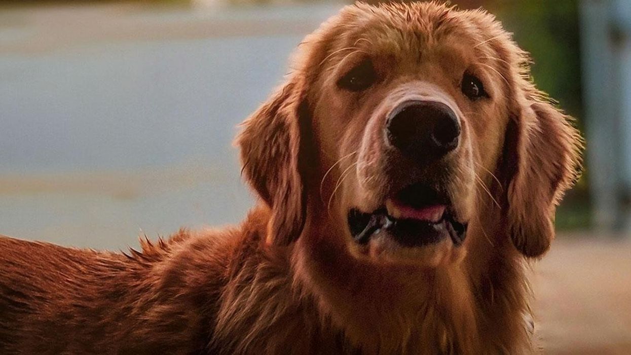Golden retriever's heartbreaking farewell to owners captures internet's heart