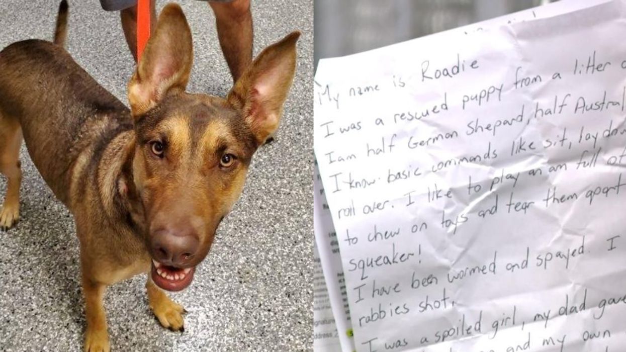 Abandoned dog found wearing a heartbreaking note in a bottle on her collar