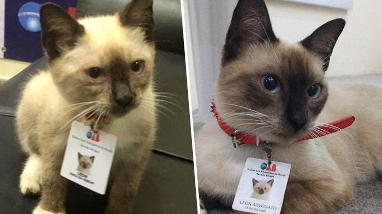 Office hires stray cat after complaints—and he's now everyone's favorite coworker