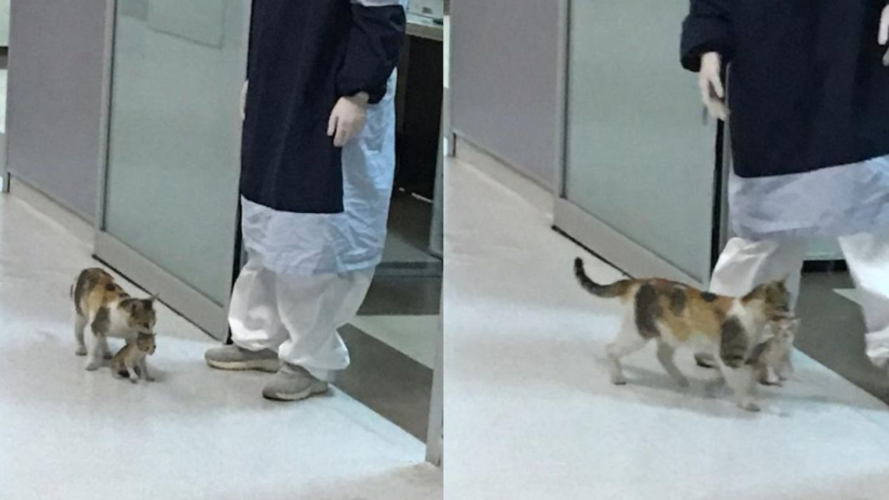 A mother cat brought her sick kitten to a human hospital for help
