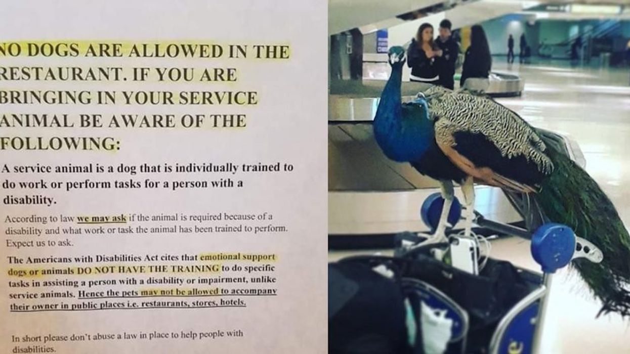 Why this restaurant says emotional support animals aren’t welcome