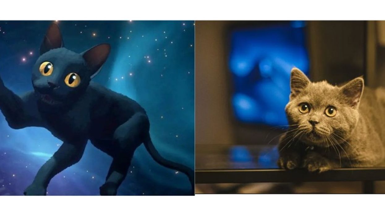 Real-life cats are watching "Flow"and they’re obsessed