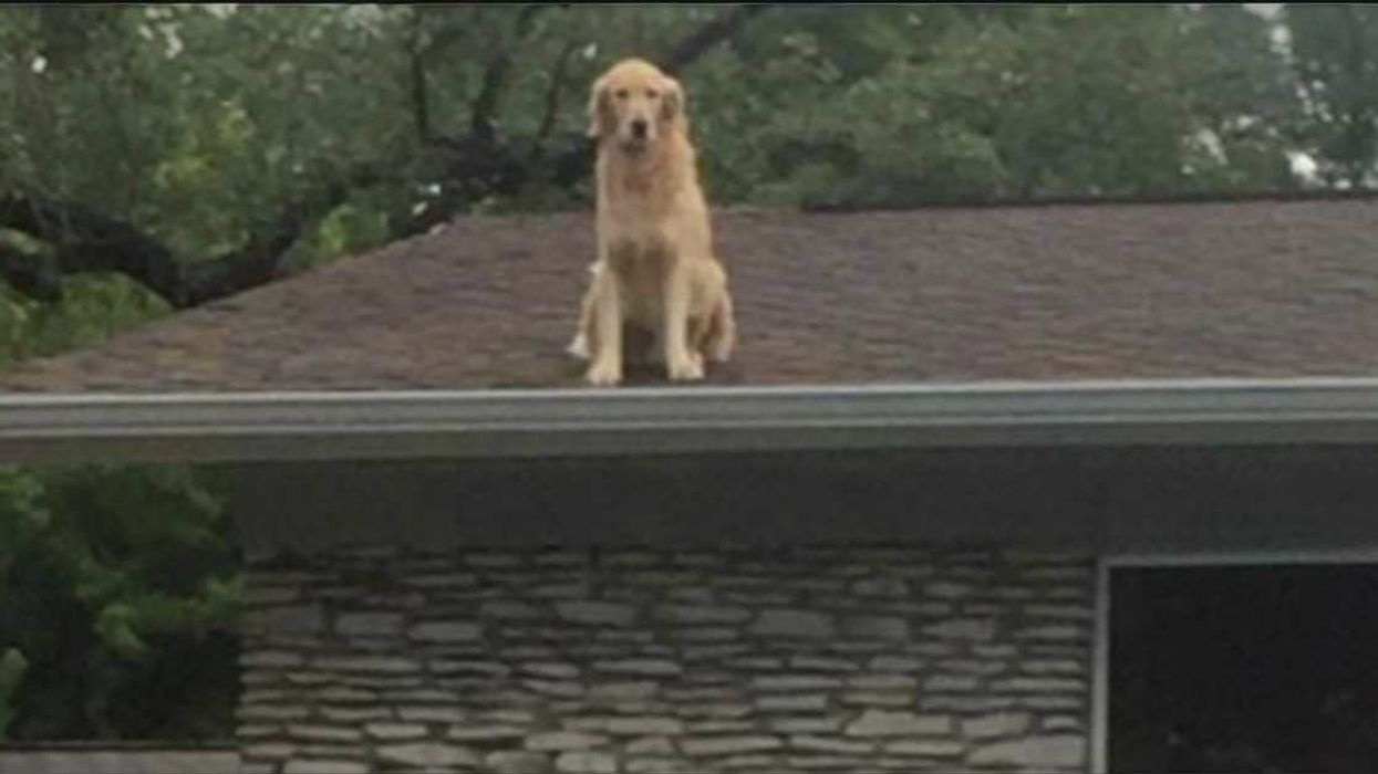 Family’s easygoing note comforts neighbors about dog on roof