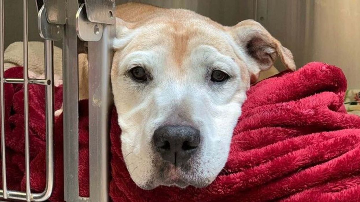 Left to be put down, this senior pup got the happy ending she deserved