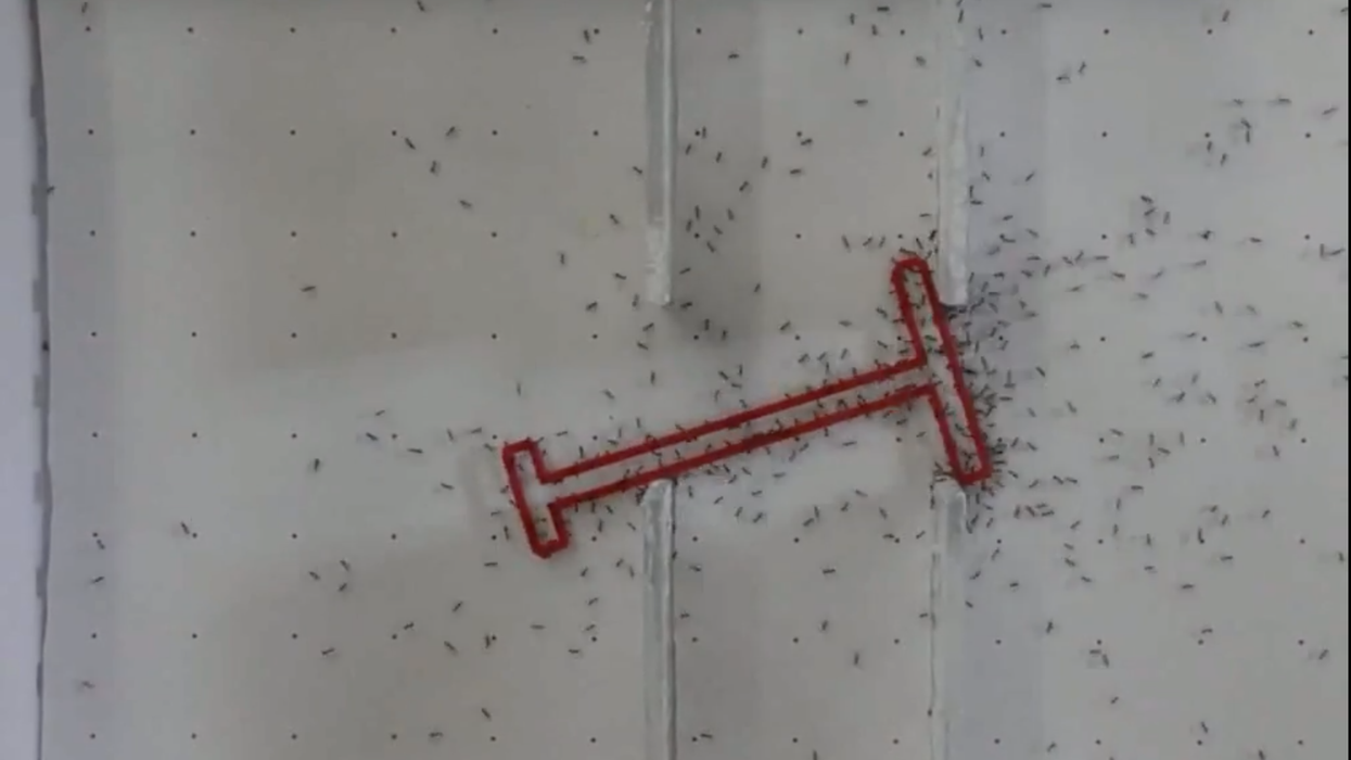 Ants outsmart humans in fascinating puzzle-solving experiment