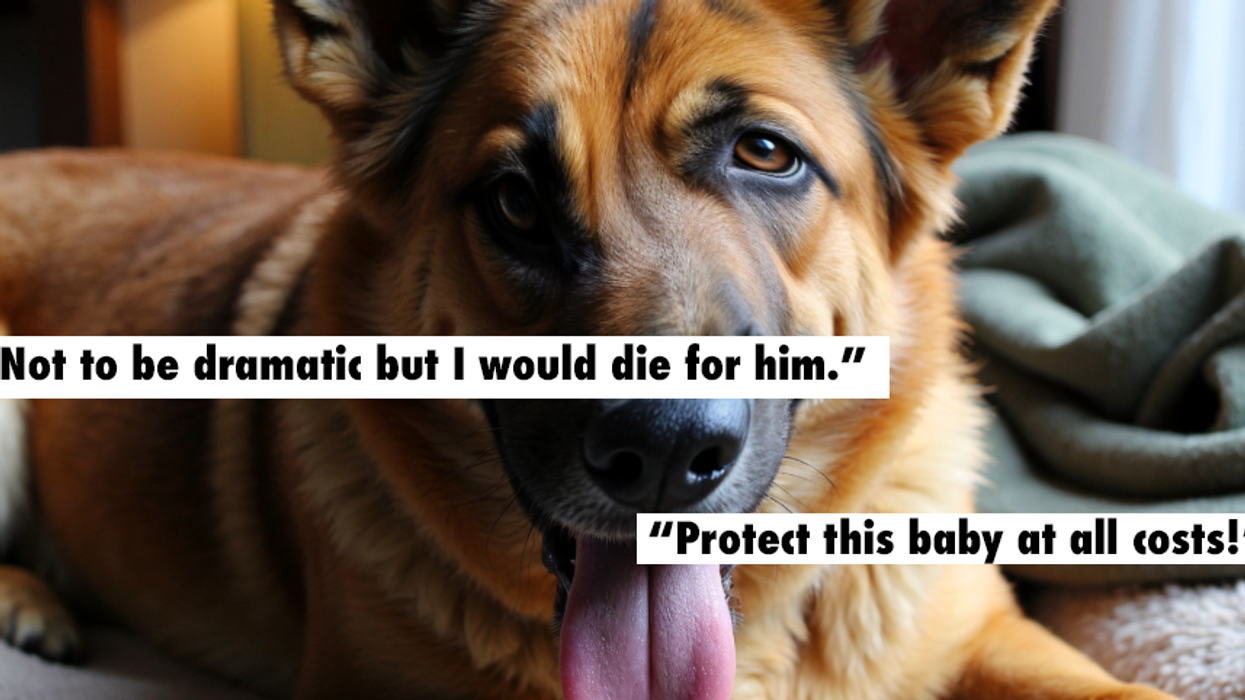 Brodie the "Picasso-faced dog" is becoming a social media sensation