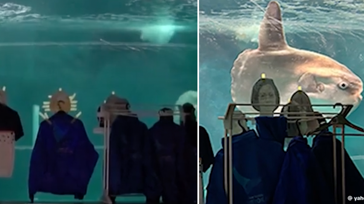 Japanese aquarium comforts lonely sunfish with cardboard cutouts of fake visitors