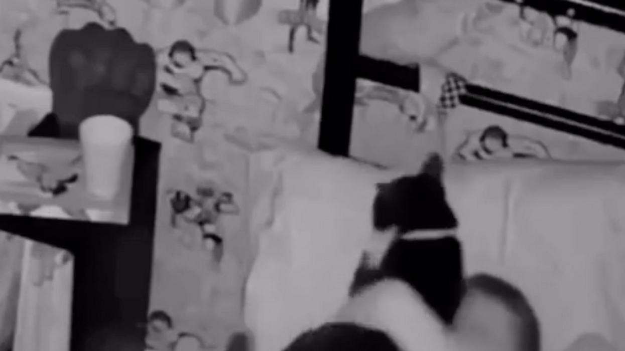 Owners couldn't figure out why their cat avoided its bed. Then they saw the security footage.