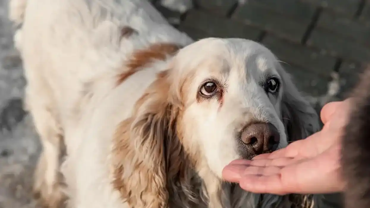 Science has proven that dogs can 'smell' a bad person