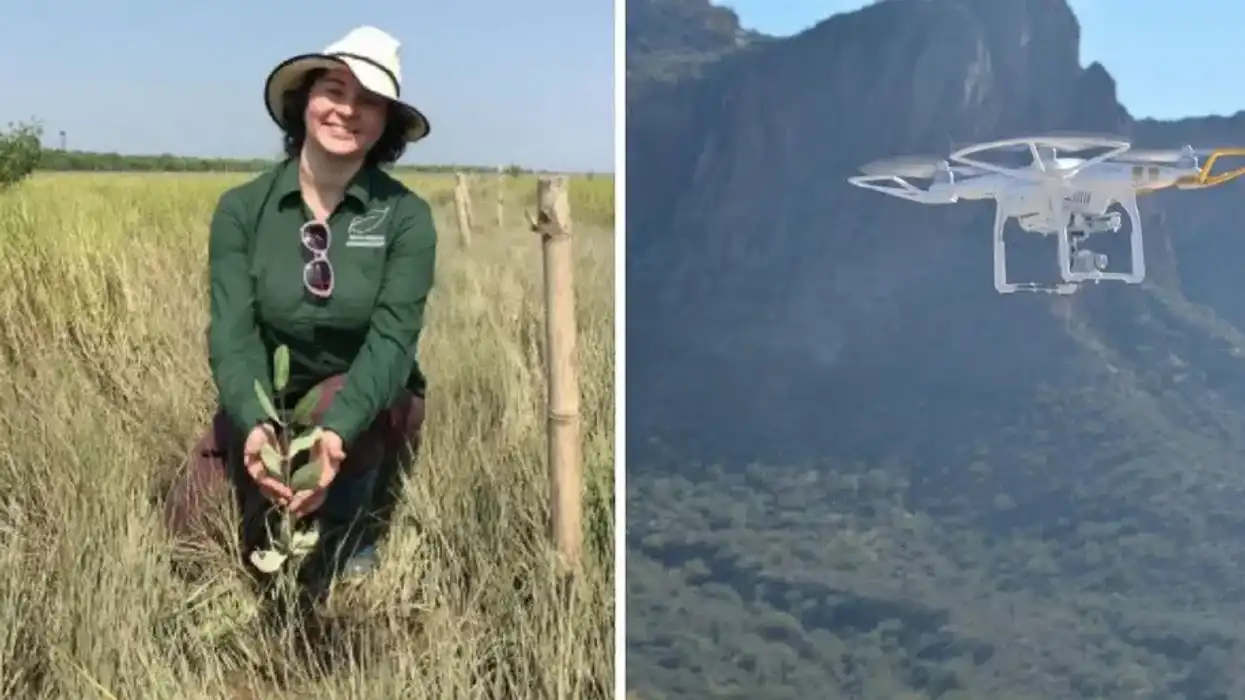 These tree-planting drones are firing 'seed missiles' into the ground