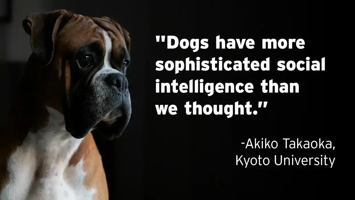 Science confirms it, dogs can tell good people from bad