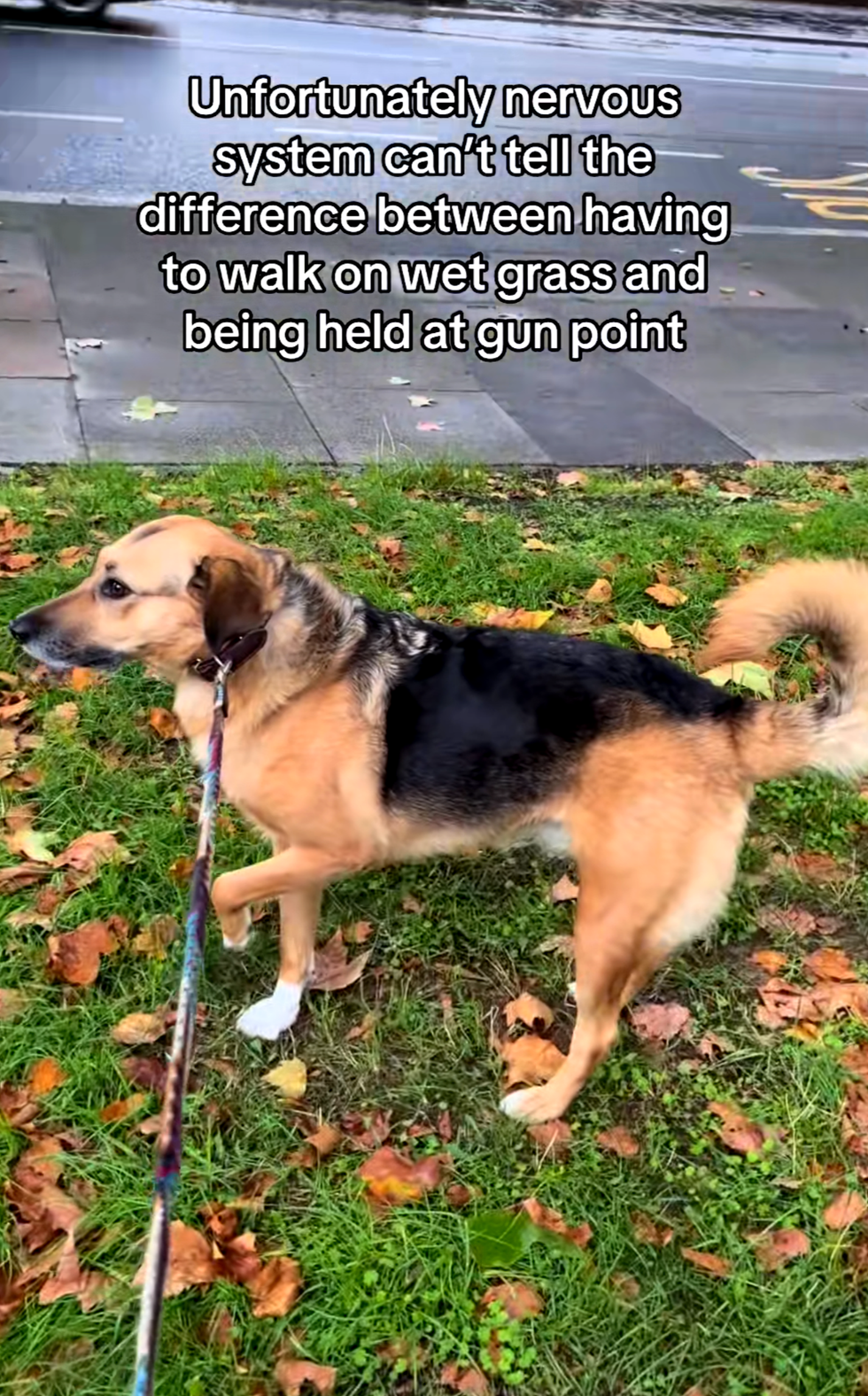 Screenshot of a dog walking on grass