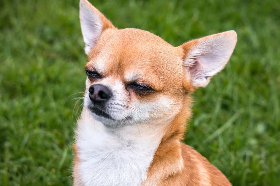 smart dogs, science of dogs, emotional pets, dog-human bond, trustworthy pets, dog betrayal