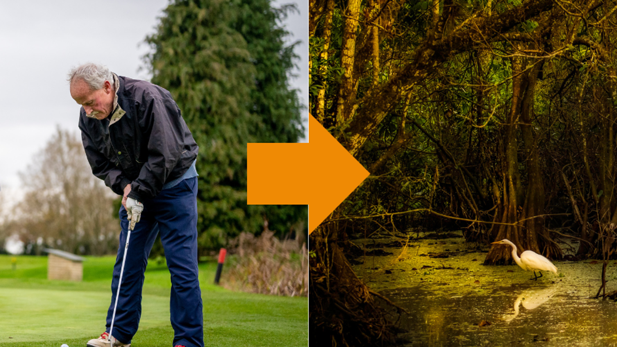 Two photos, the first of a golfer, the second, of a conservation effort