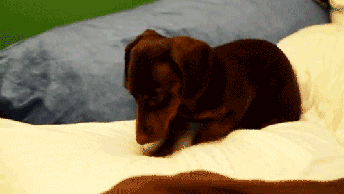 Very cute GIF of a dog making a bed.