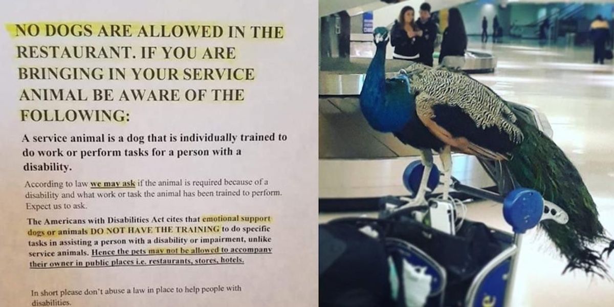 Why this restaurant says emotional support animals aren’t welcome